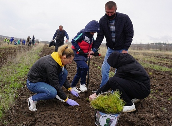 В Волгоградской области высадили 400 тыс. деревьев в рамках акции «Сад памяти»